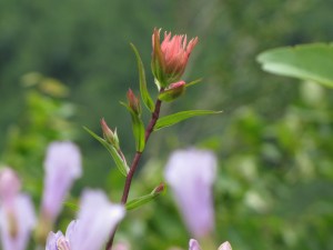 Glacier and camping 2015 038